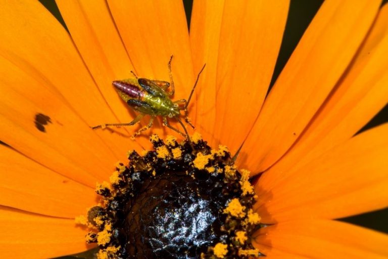 How to Get Rid of Thrips on Houseplants: Tips for Indoor and Outdoor Plants   Planters Etc