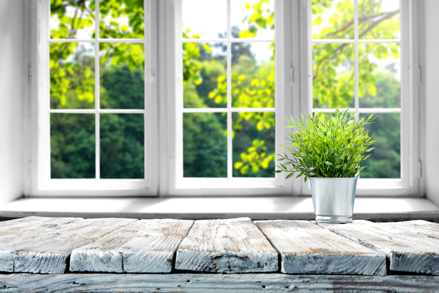 10 Plants That Thrive In North Facing Windows