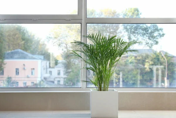 10 Amazing Plants for East Facing Windows