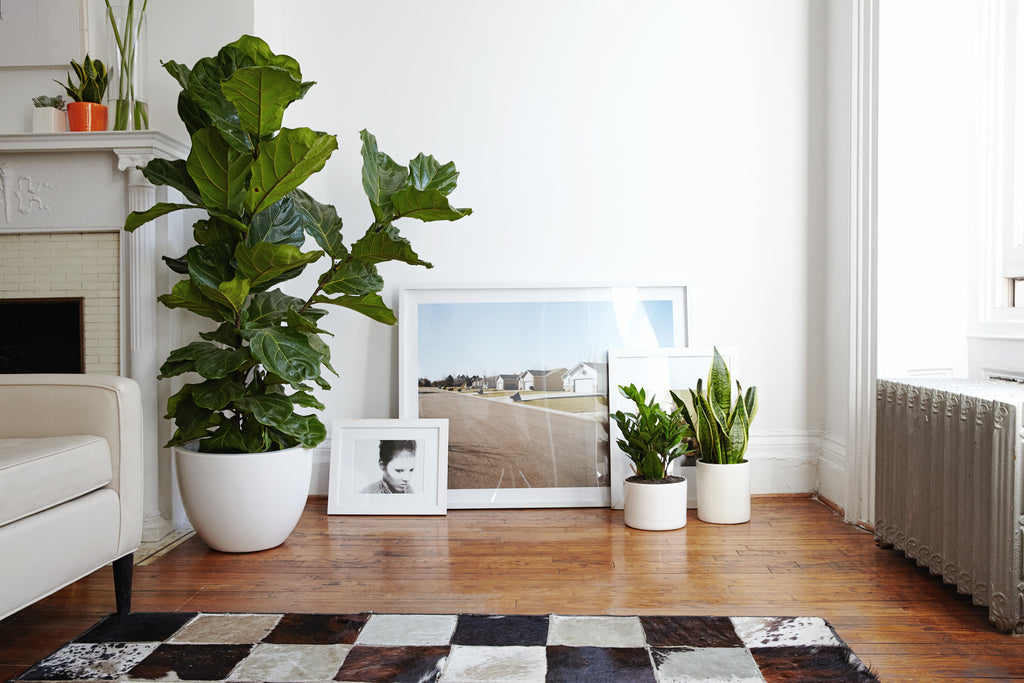 Feng Shui Do's and Don'ts When Using Planters