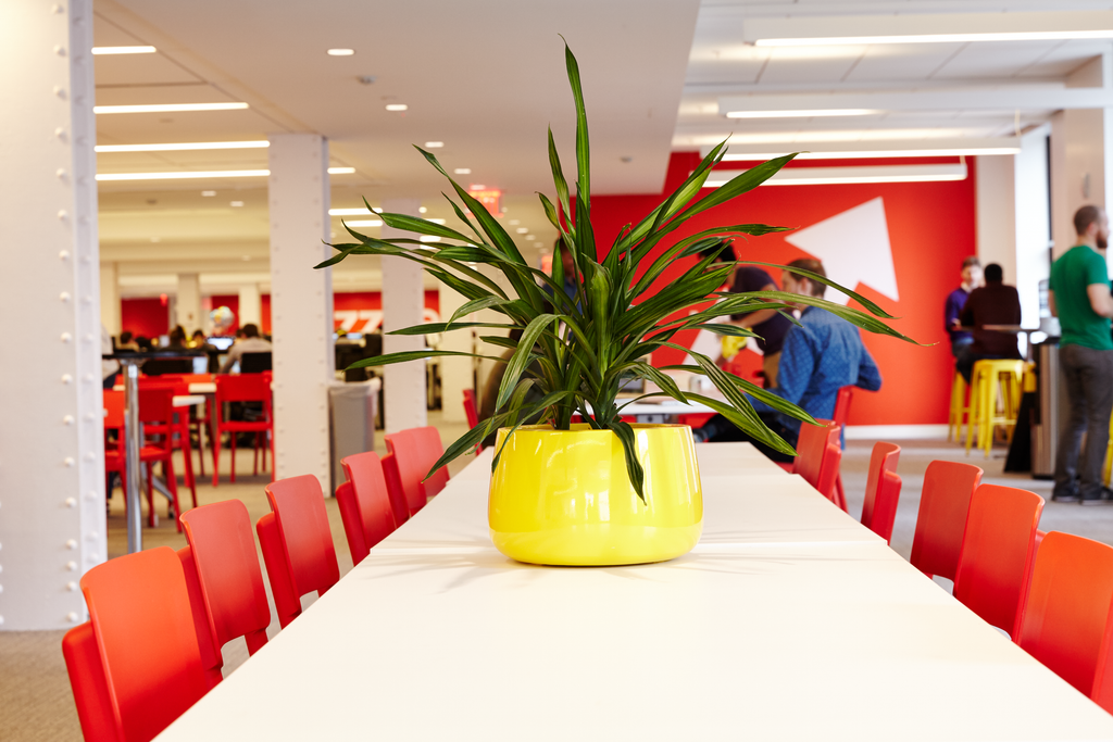 15 Best Plants For A Windowless Office | Health & Wellbeing At Work