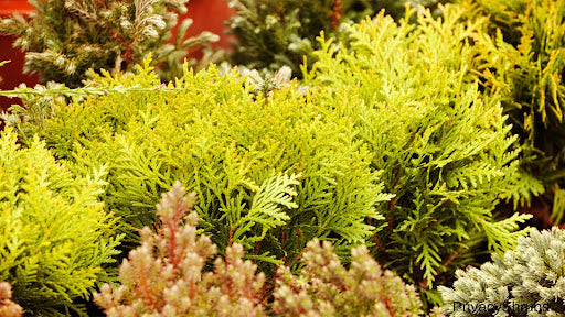 A Guide to Growing the Most Beautiful Shrubs Indoors in Planters