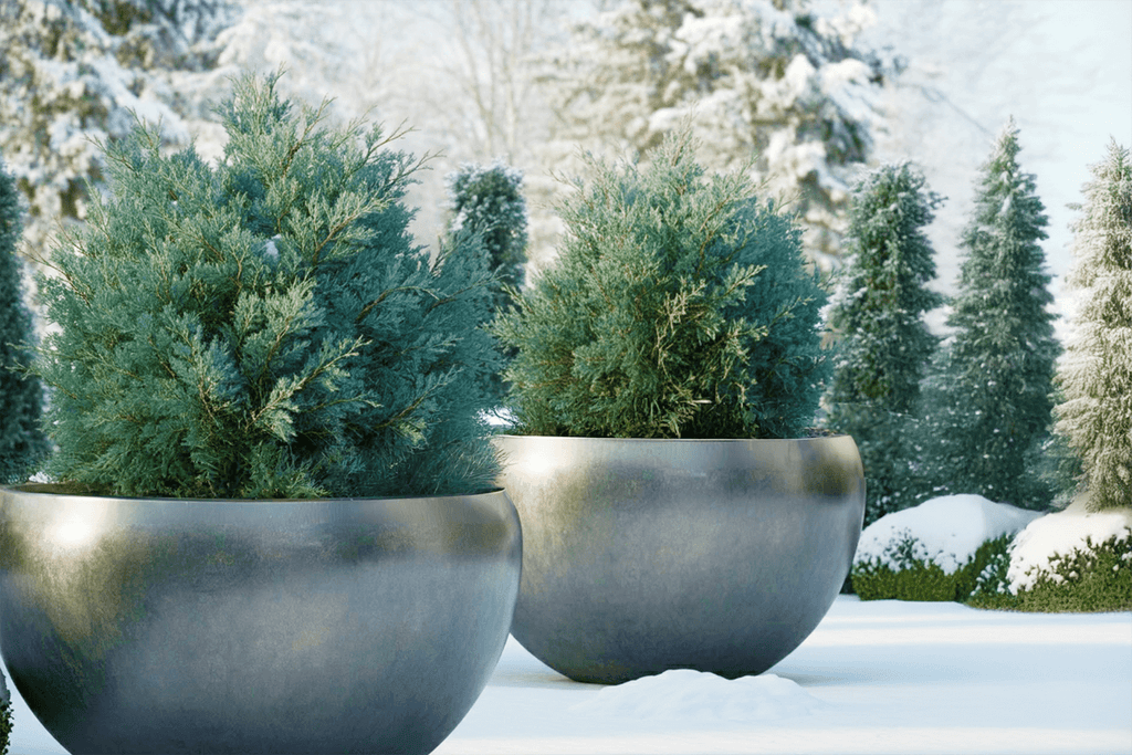 Winter Gardening: Creating a Thriving Garden Through the Cold Months