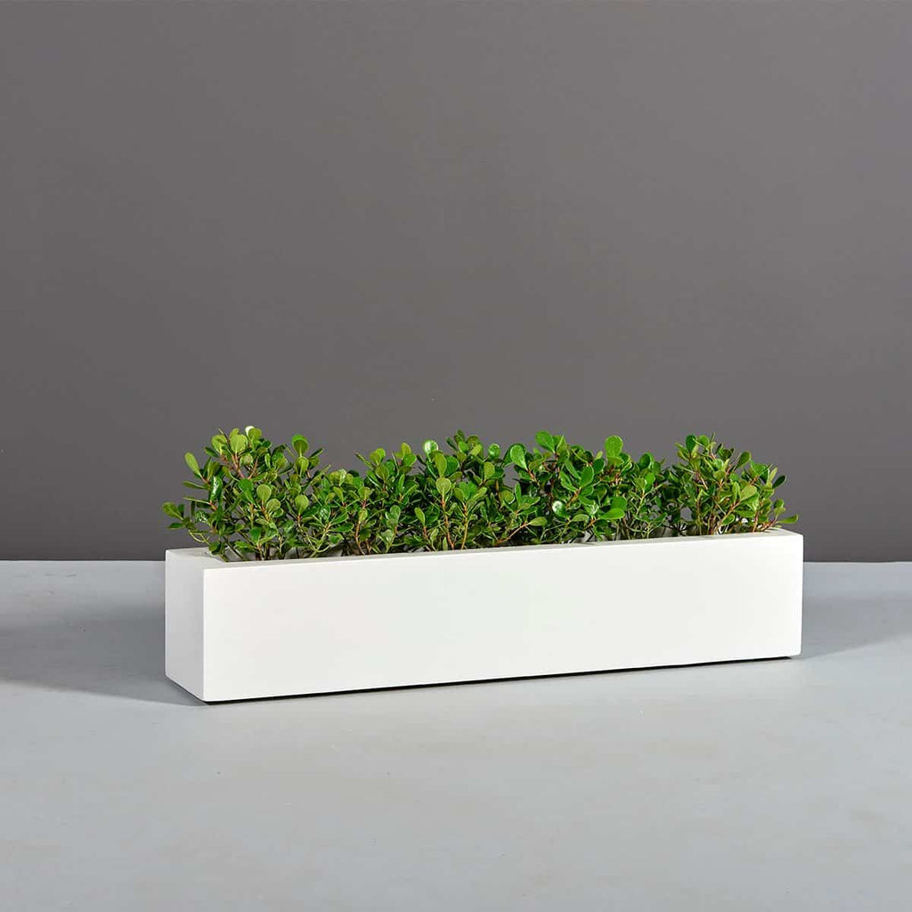 Salon Narrow Low Rectangular Planter by Jay Scotts – Planters Etc
