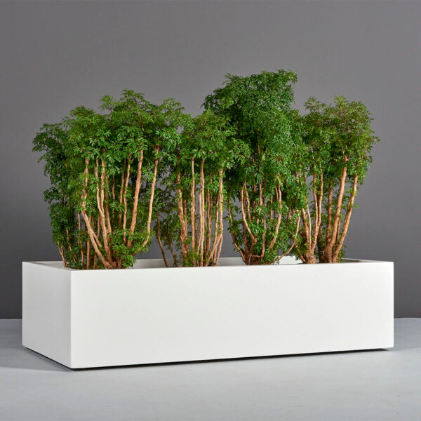 Buy the Antwerp Wide Rectangular Planter by Jay Scotts  Planters Etc