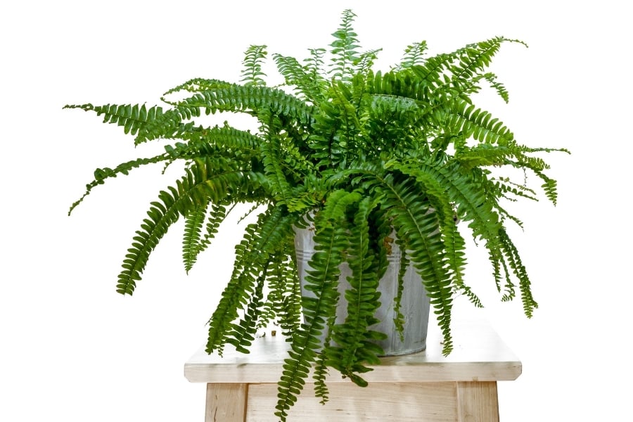 Boston ferns are perfect plants for your east facing window