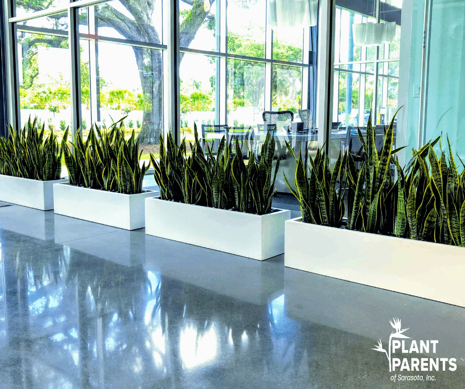 Snake plants in rectangle planters