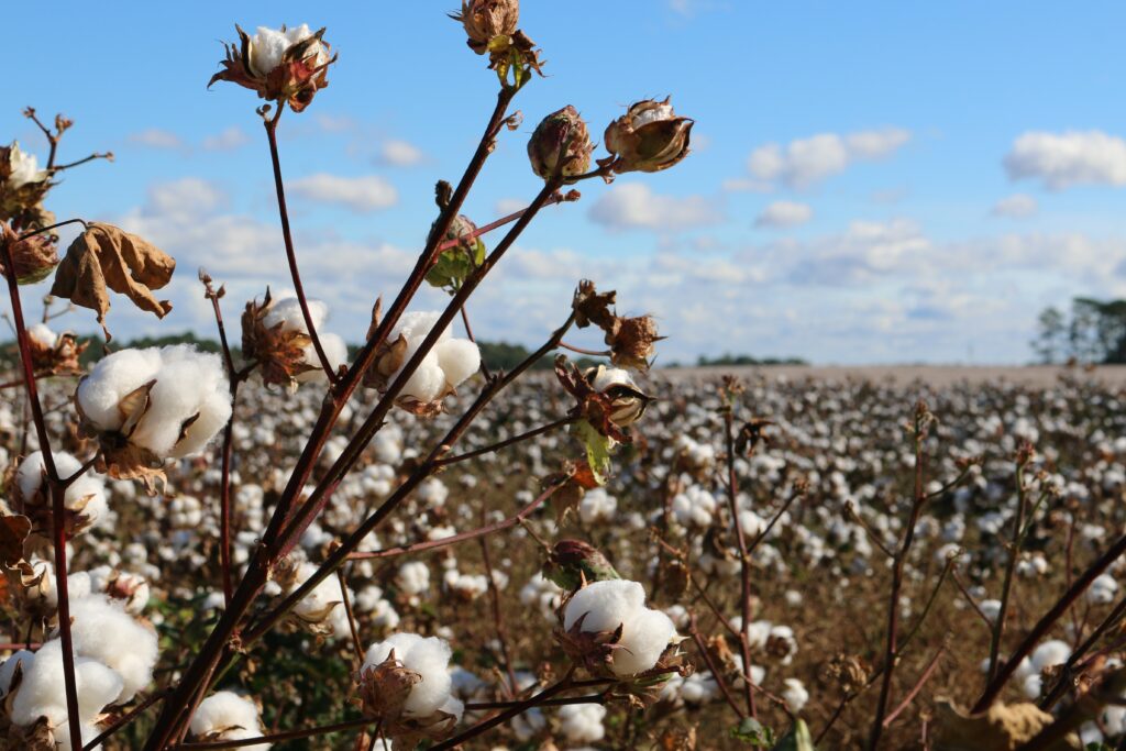 Cotton plant not good for feng shui