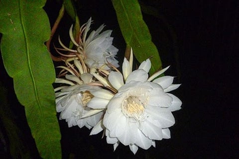 Kadupul Flower