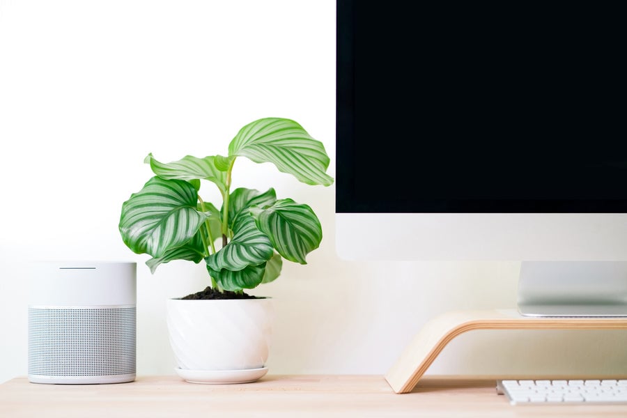 Calatheas love bright indirect light conditions