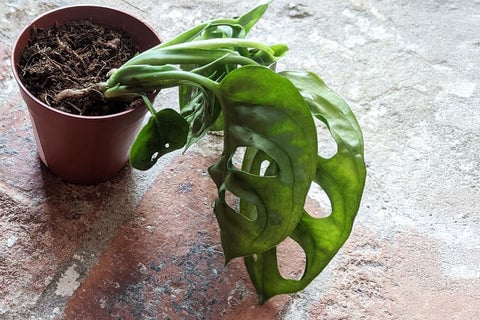 Overwatered plant showing signs of distress