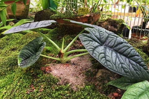 Alocasia Azlanii