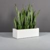 69025.36.MBW_.Cubawplants 69025.36.MBW .Cubawplants