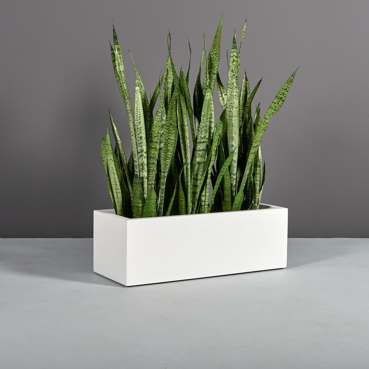 69025.36.MBW_.Cubawplants 69025.36.MBW .Cubawplants