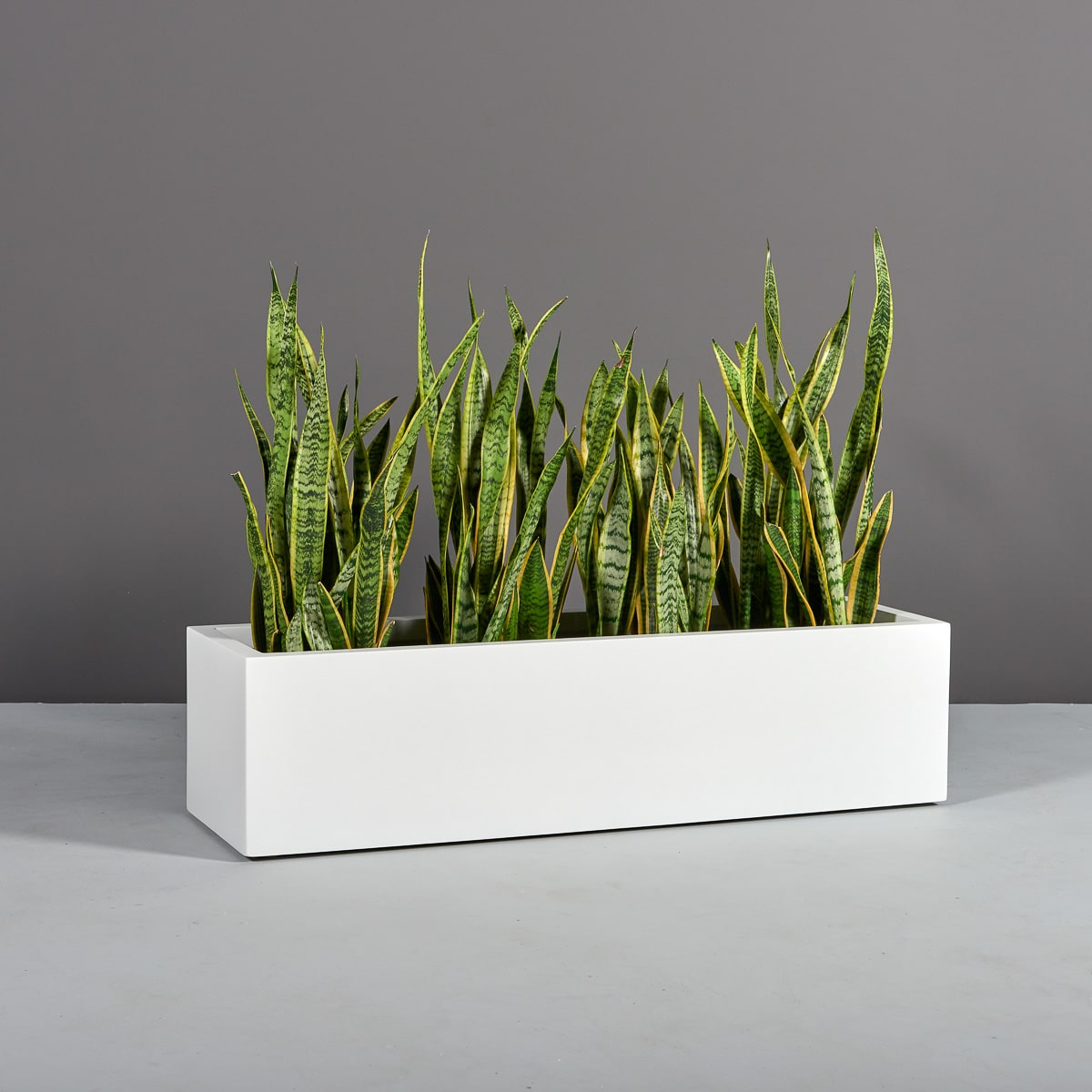 69025.48.MBW_.Cubawplants 69025.48.MBW .Cubawplants