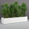 69025.60.MBW_.Cuba_.wplants 69025.60.MBW .Cuba .wplants