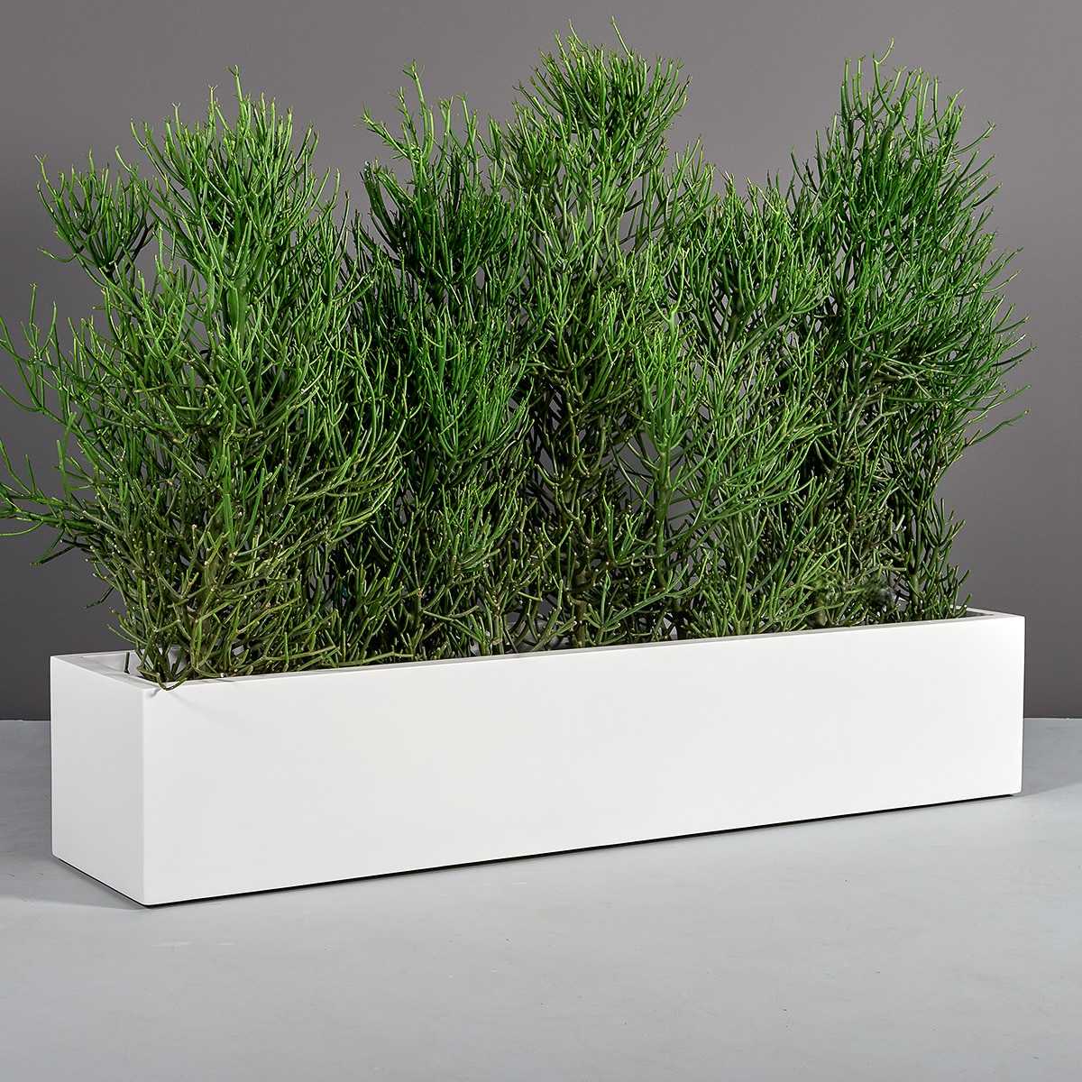69025.60.MBW_.Cuba_.wplants 69025.60.MBW .Cuba .wplants