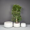 69117.MBW_.Set_.ShortHayden.wplants 69117.MBW .Set .ShortHayden.wplants