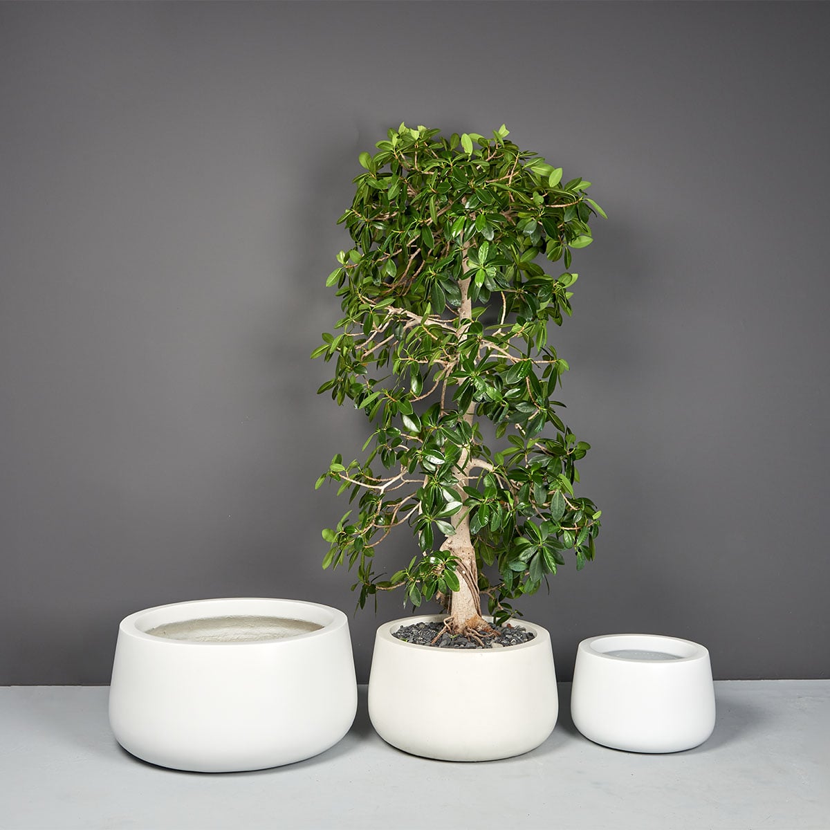 69117.MBW_.Set_.ShortHayden.wplants 69117.MBW .Set .ShortHayden.wplants