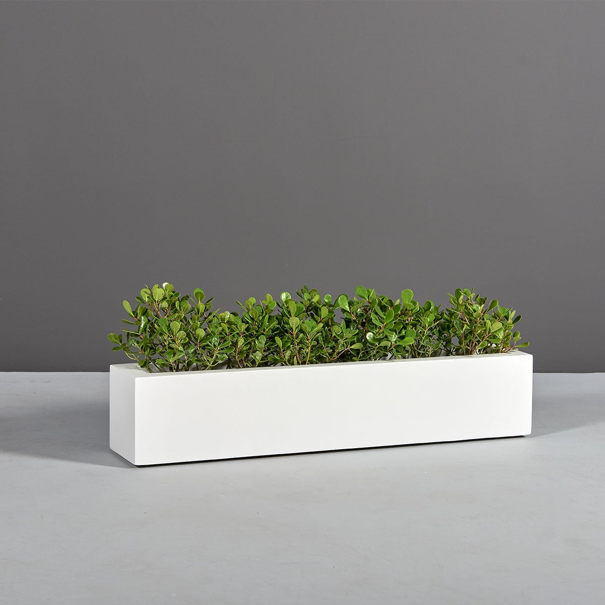 69210.MBW_.Salon_.Angle2_.wplants 69210.MBW .Salon .Angle2 .wplants