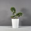69225.22.MBW_.Pego_.Front1wplants 69225.22.MBW .Pego .Front1wplants