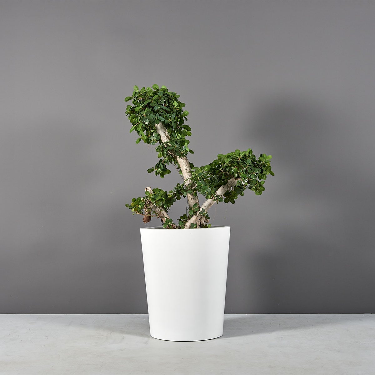 69225.22.MBW_.Pego_.Front1wplants 69225.22.MBW .Pego .Front1wplants