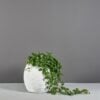 69245.MBW .Spiral.wplants