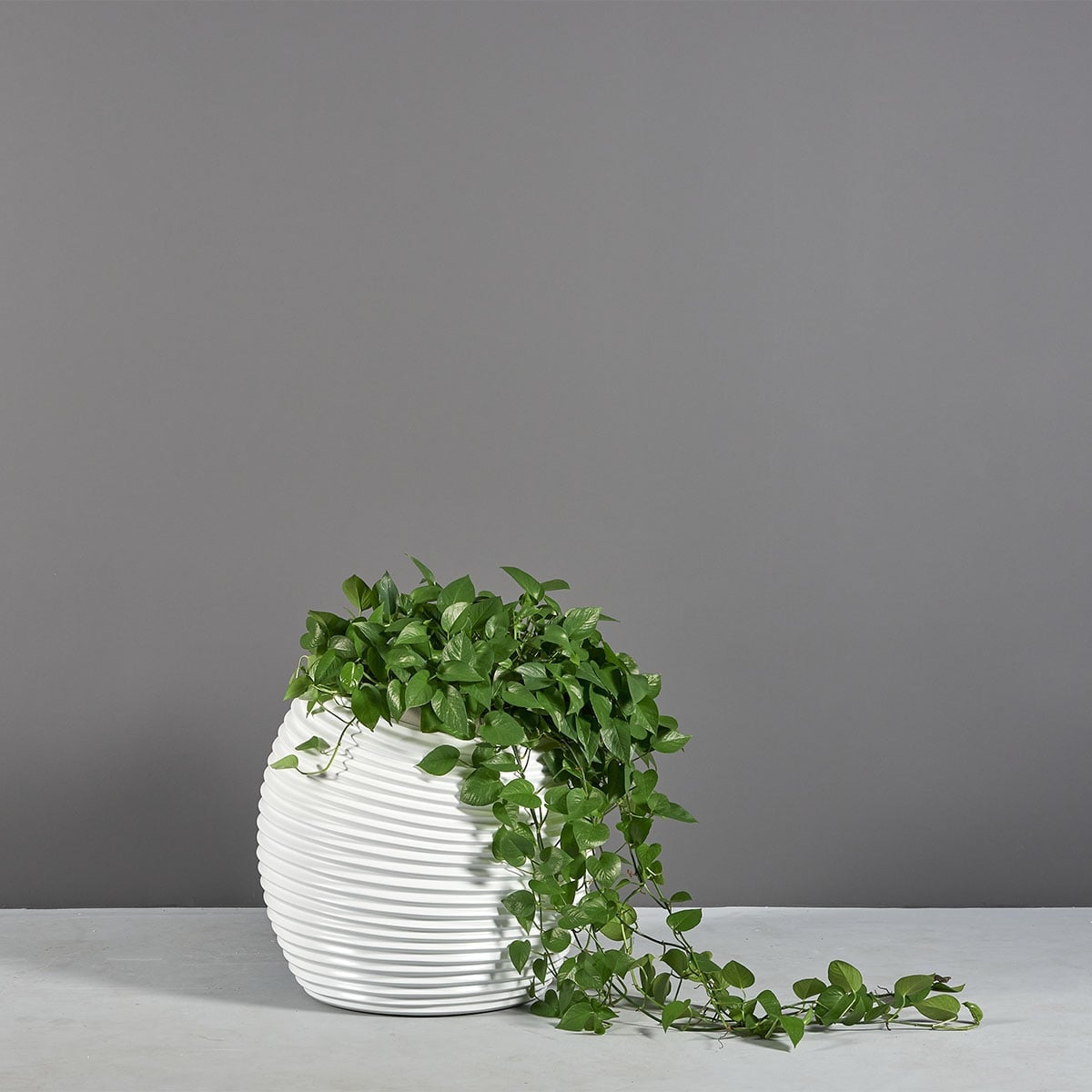 69245.MBW .Spiral.wplants