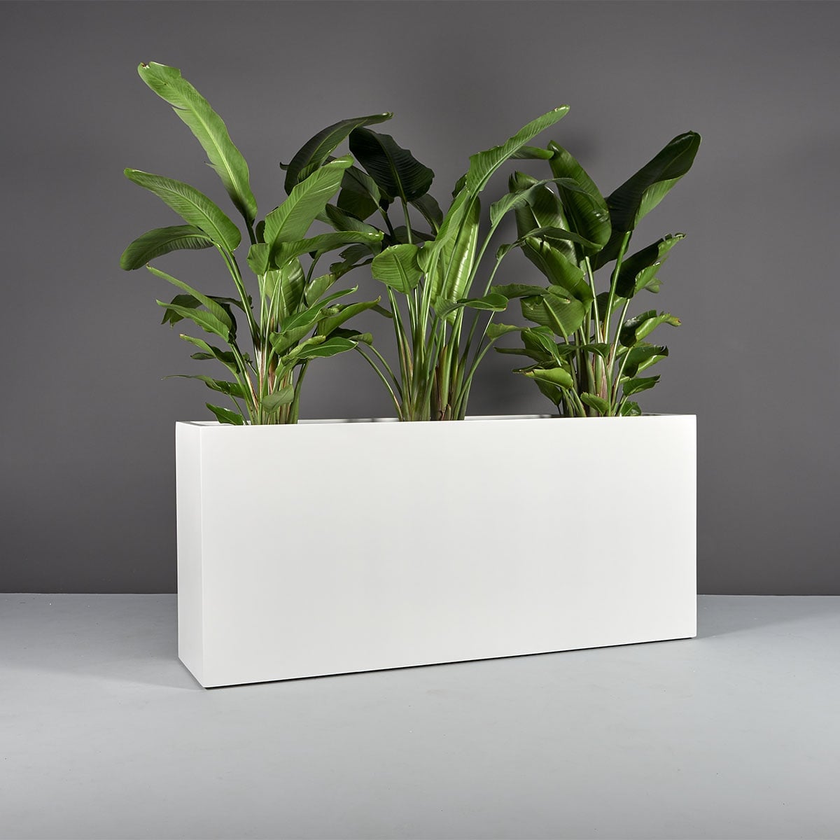69345.72.MBW_.Potsdam.wplants 69345.72.MBW .Potsdam.wplants