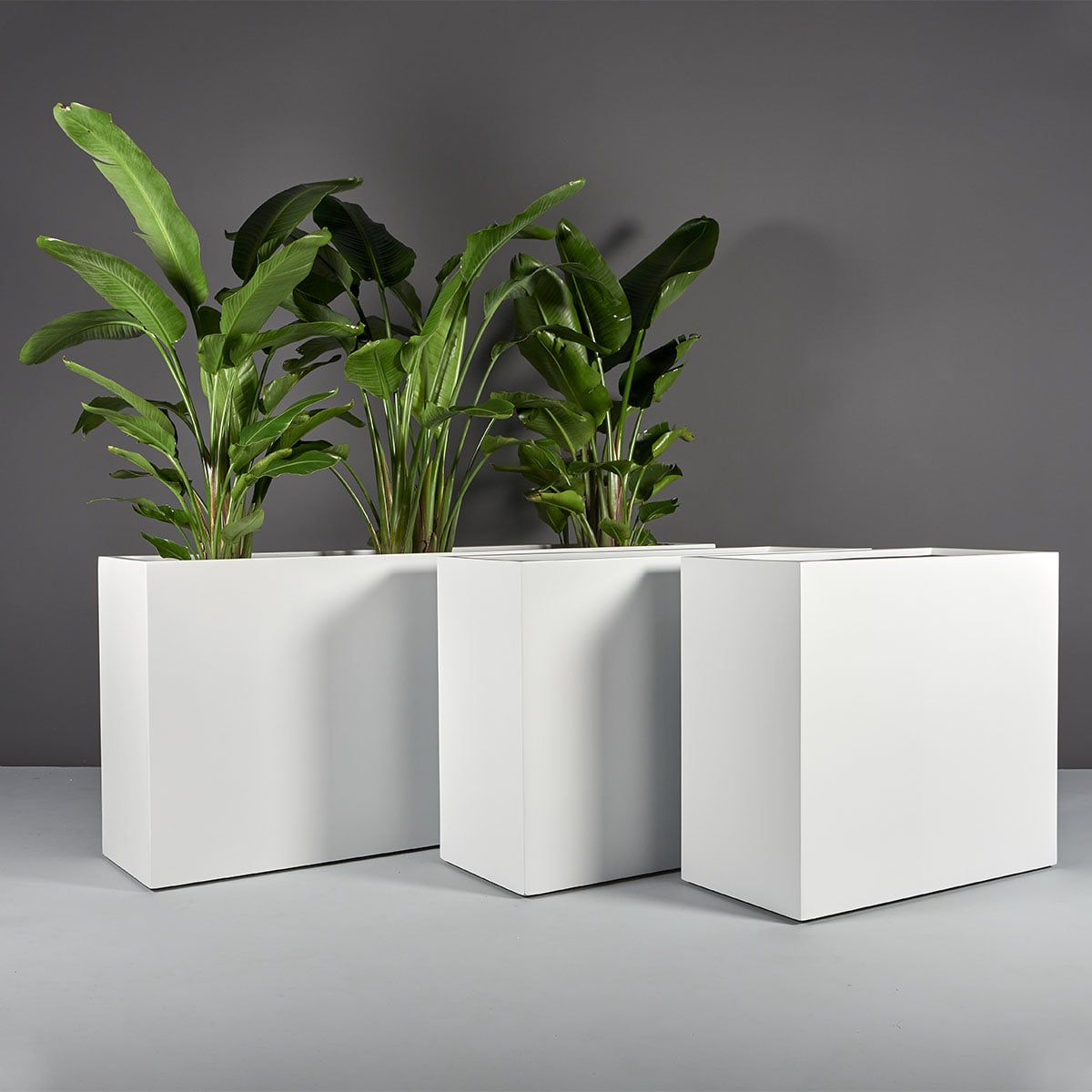 69345.Set_.MBW_.Potsdam.wplants 69345.Set .MBW .Potsdam.wplants