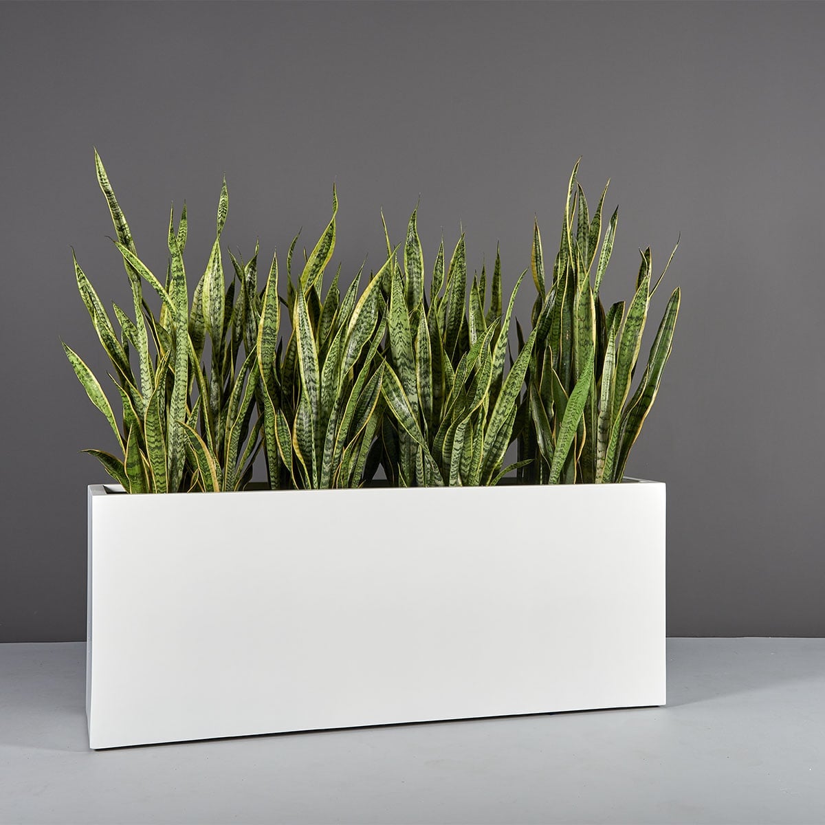 69367.60.MBW_.Tolga_.wplants 69367.60.MBW .Tolga .wplants