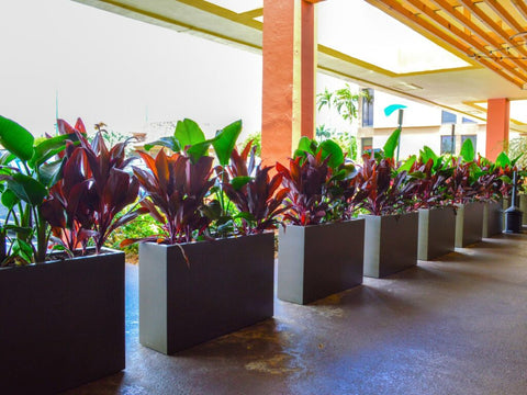 Secluded Serenity: Elevate Your Haven with Tall Privacy Planters 1 69367.MBZ .Tolga 2019 Jay.Scotts Anthonys.Coal .Fire
