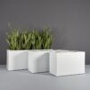 69367.Set_.MBW_.Tolga_.wplants 69367.Set .MBW .Tolga .wplants