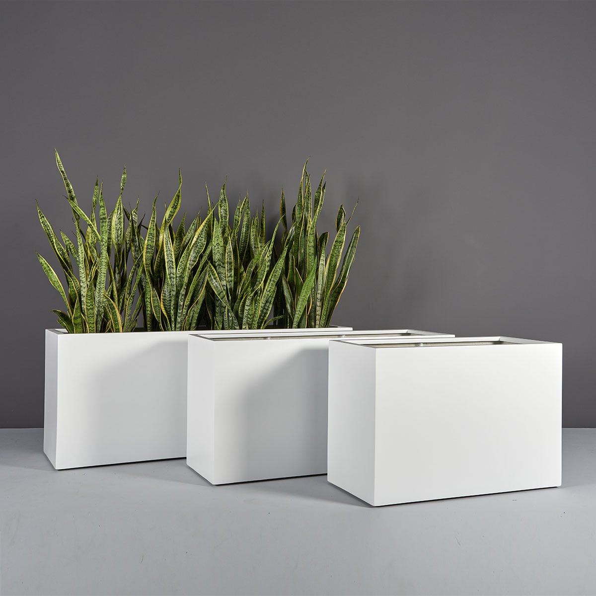 69367.Set_.MBW_.Tolga_.wplants 69367.Set .MBW .Tolga .wplants