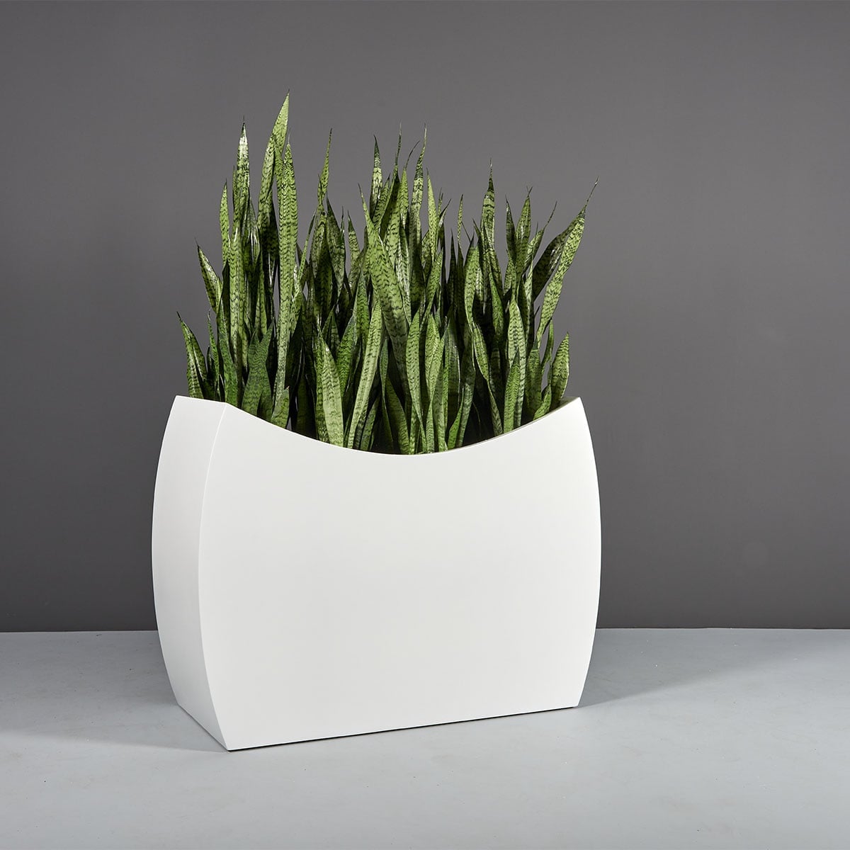 69370.48.MBW_.Seoul_.wplants 69370.48.MBW .Seoul .wplants