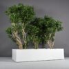 69381.100.MBW_.Selenge.wplants 69381.100.MBW .Selenge.wplants