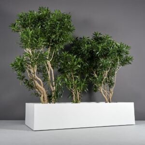 69381.100.MBW .Selenge.wplants