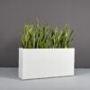 69405.48.MBW_.Hollywood.wplants 69405.48.MBW .Hollywood.wplants