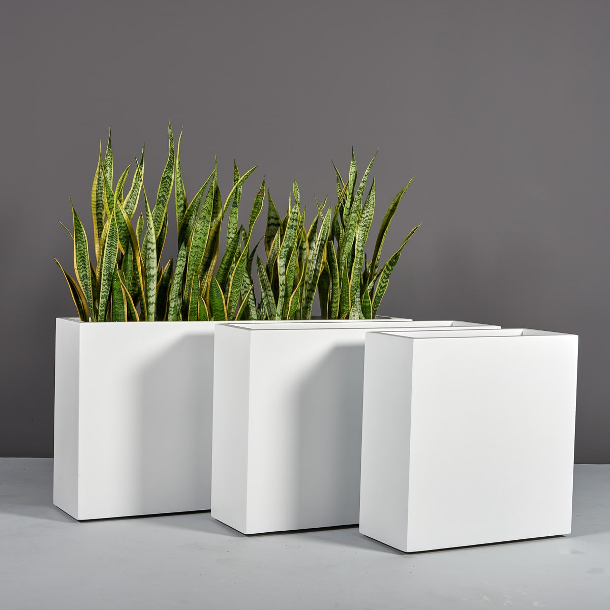 69405.Set_.MBW_.Hollywood.wplants 69405.Set .MBW .Hollywood.wplants