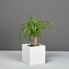 69418.MBW_.Tonto_.wplant 69418.MBW .Tonto .wplant