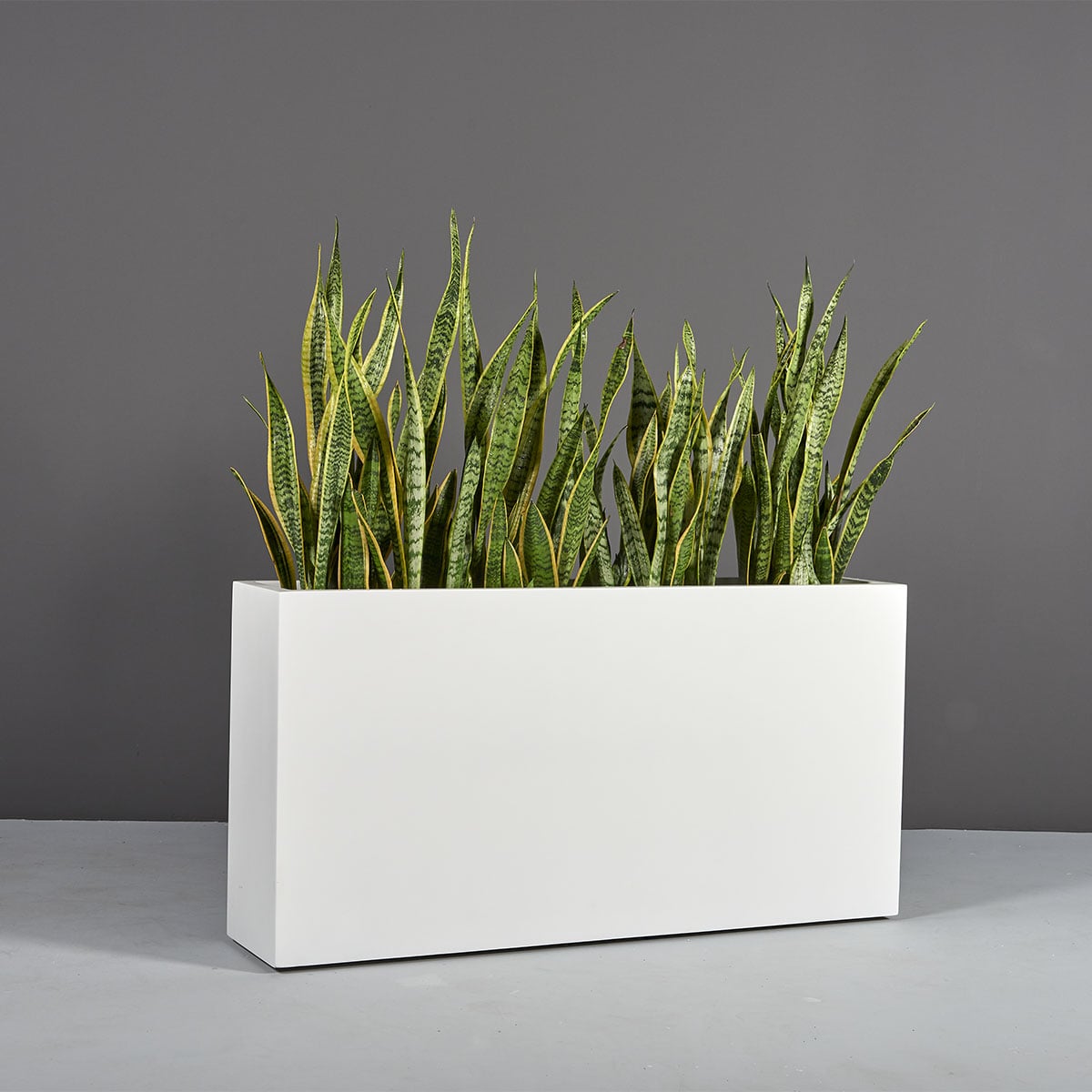 69419.48.MBW_.Milano1.wplants 69419.48.MBW .Milano1.wplants
