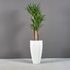 69587.16.MBW_.San_.Jose1_.wplants 69587.16.MBW .San .Jose1 .wplants