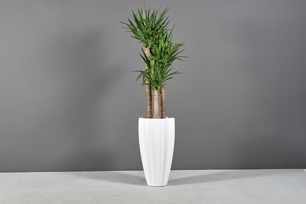 69587.16.MBW_.San_.Jose1_.wplants 69587.16.MBW .San .Jose1 .wplants