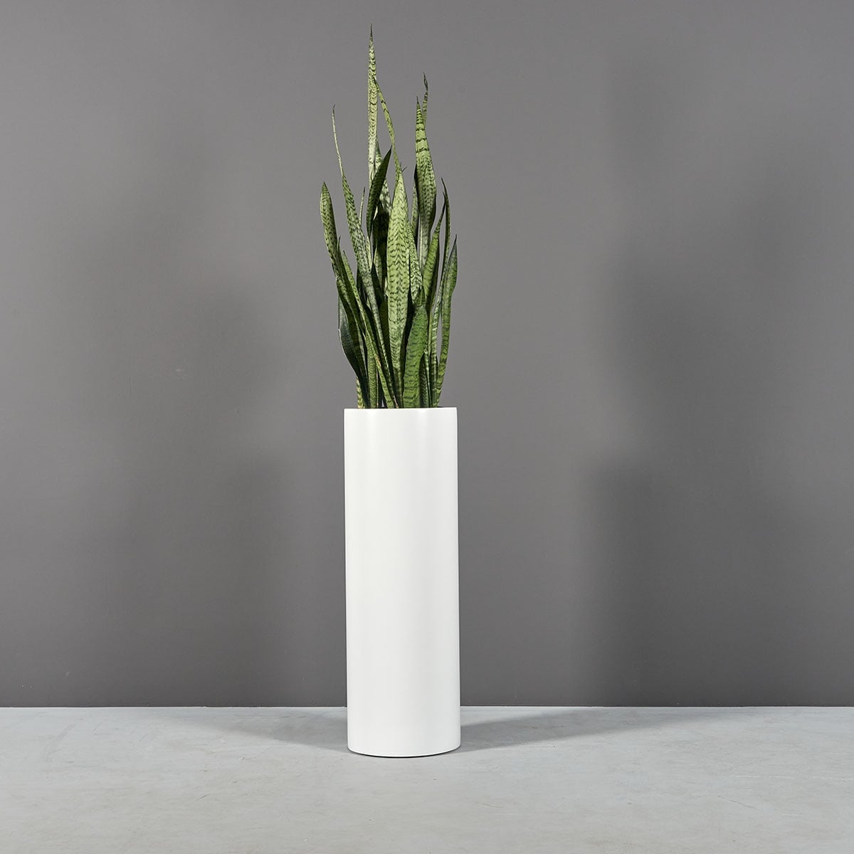 69607.36.MBW_.Corry_.Cylinder.wplants1-1 69607.36.MBW .Corry .Cylinder.wplants1 1