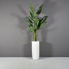 69626.16.MBW .St .Tropez1.wplants