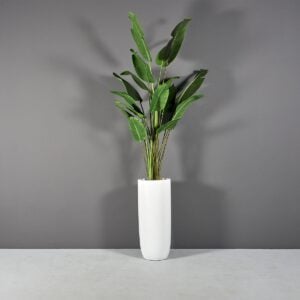 69626.16.MBW .St .Tropez1.wplants