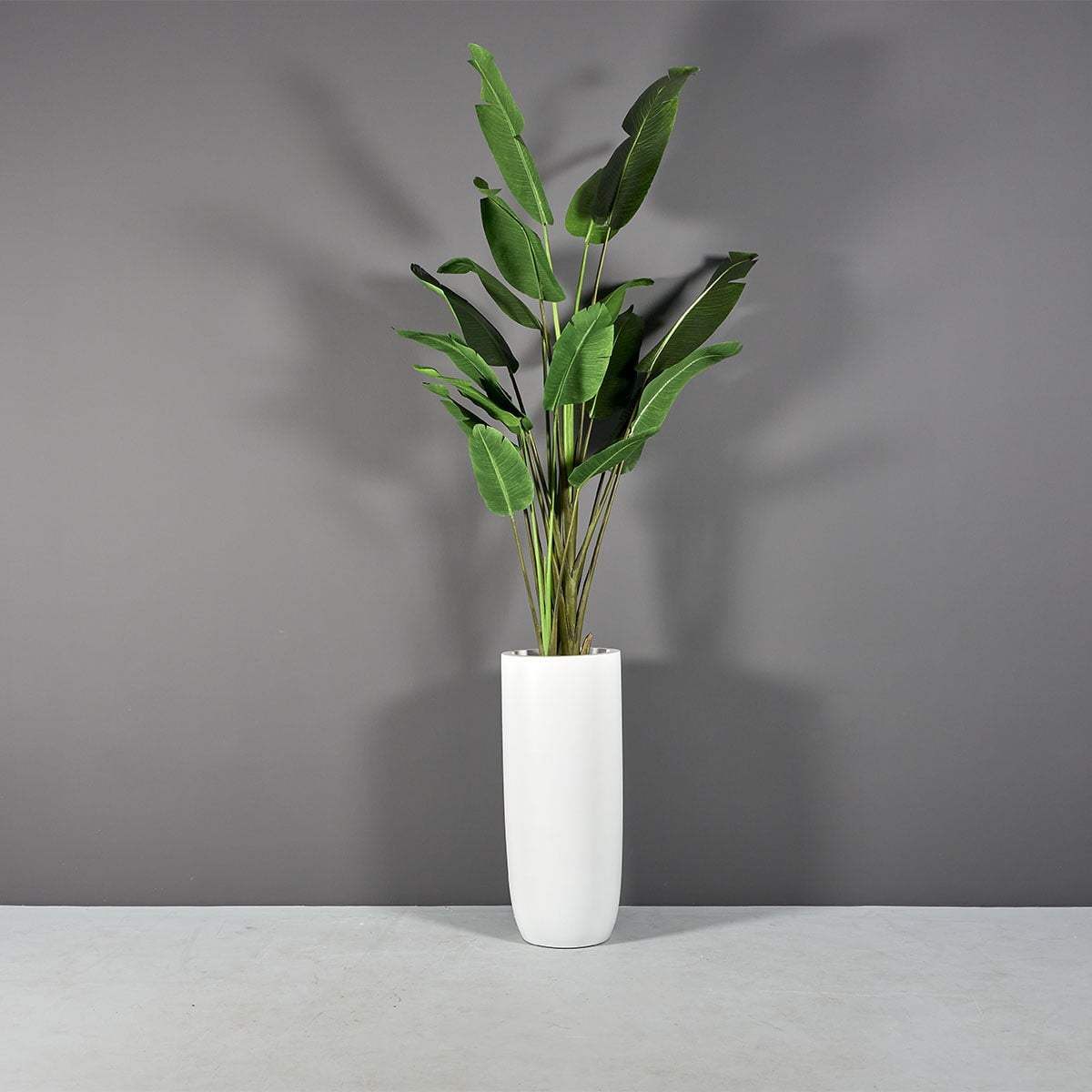 69626.16.MBW .St .Tropez1.wplants
