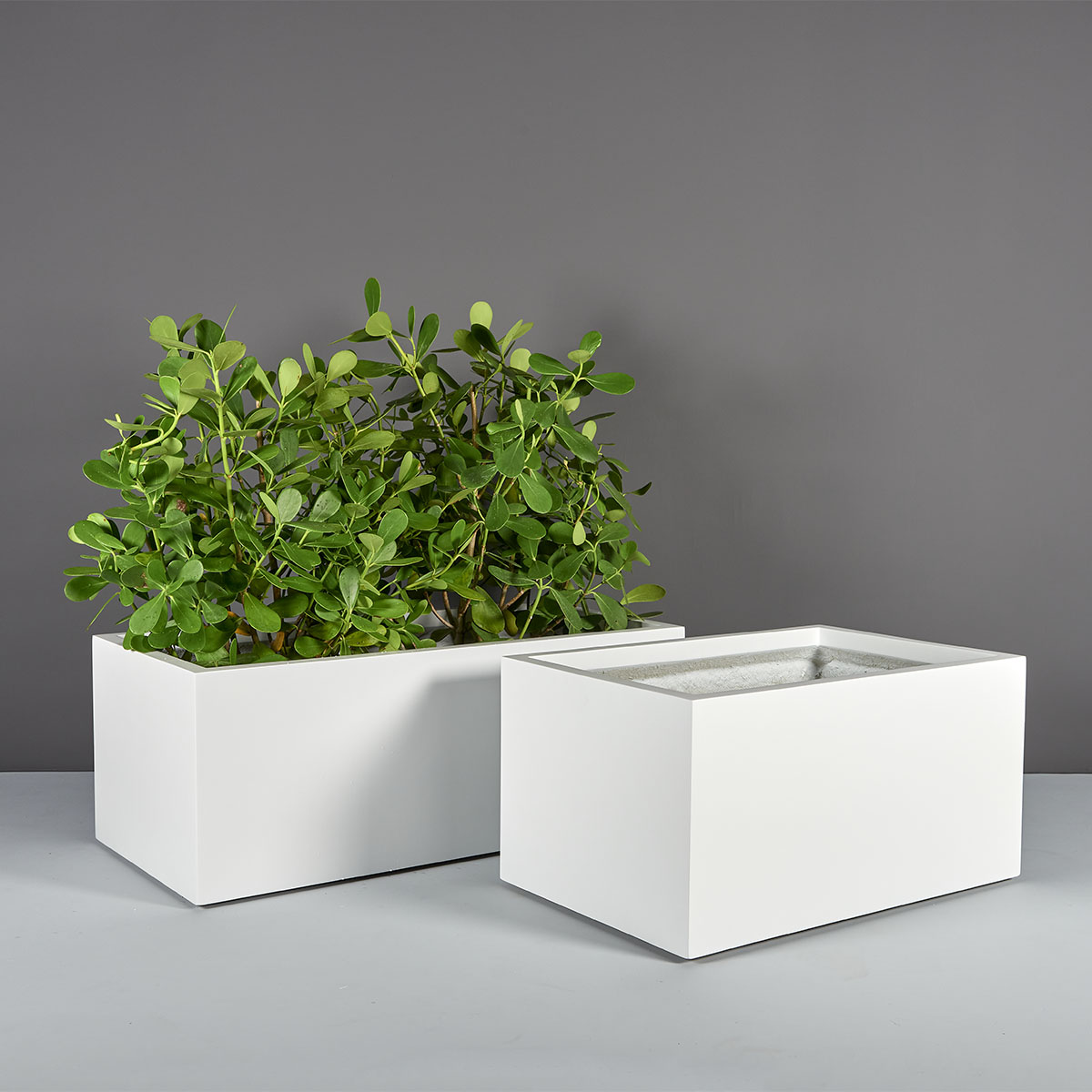 70125.Set .MBW .Torino1.wplants