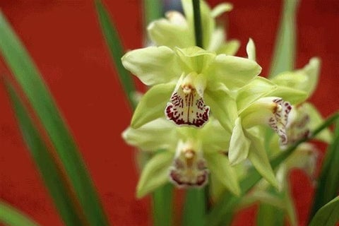 Shenzhen Nongke Orchid