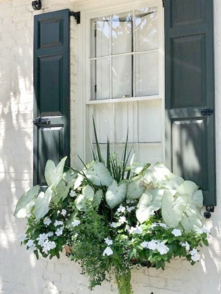 Window boxes full with green
